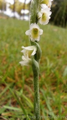Spiranthes spiralis
