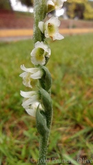 Spiranthes spiralis