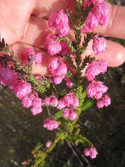 Erica tegulifolia