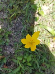 Zephyranthes citrina