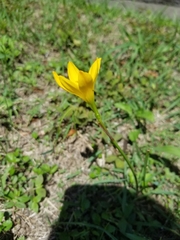 Zephyranthes citrina