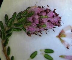 Erica benthamiana