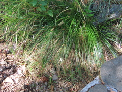Juncus laccatus