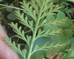 Asplenium rutifolium