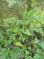 Asplenium rutifolium
