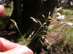 Poa wheeleri