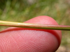 Poa wheeleri
