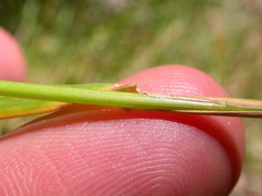 Poa wheeleri