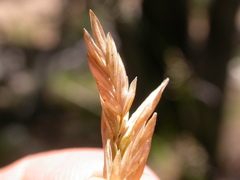 Poa wheeleri