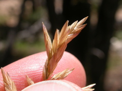 Poa wheeleri