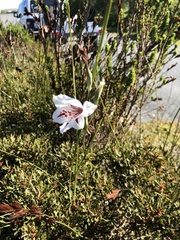 Gladiolus variegatus