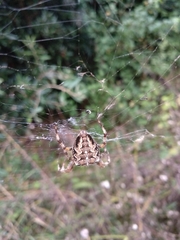 Araneus diadematus