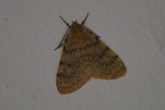 Cymaroa grisea