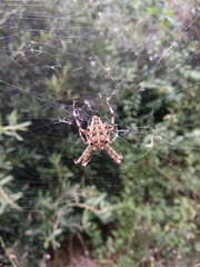 Araneus diadematus