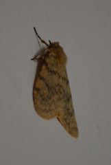 Cymaroa grisea