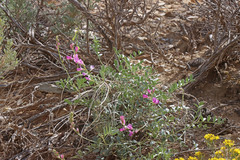 Hedysarum boreale boreale