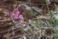 Hedysarum boreale boreale