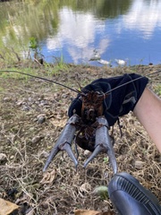 Cherax quadricarinatus