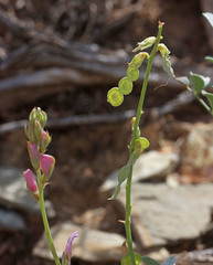 Hedysarum boreale boreale