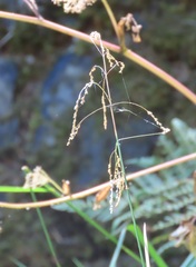 Glyceria elata