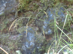 Glyceria elata