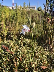 Gladiolus variegatus