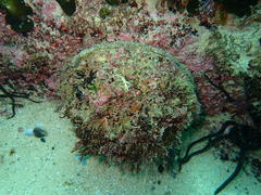 Haliotis midae