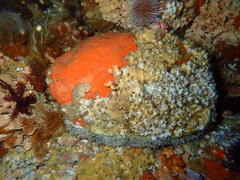 Haliotis midae