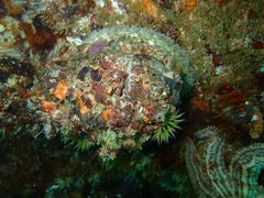 Haliotis midae