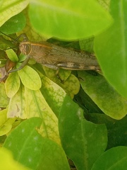 Anacridium aegyptium