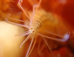 Amblyosyllis hectori