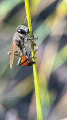 Sphecidae