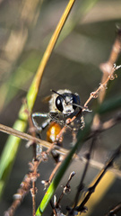 Sphecidae