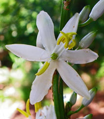 Chlorophytum krookianum