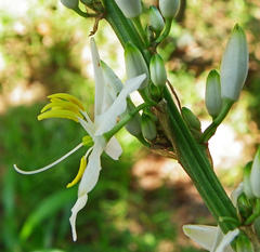Chlorophytum krookianum
