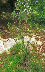 Chlorophytum krookianum