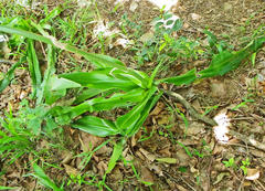 Chlorophytum krookianum