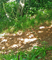 Chlorophytum krookianum