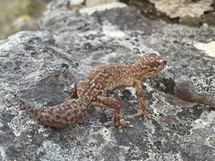 Pachydactylus formosus