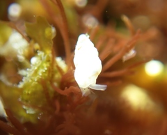 Exaesopus subturritus