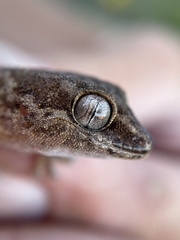 Pachydactylus formosus