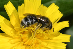Lasioglossum discus