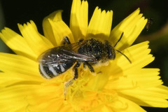 Lasioglossum discus
