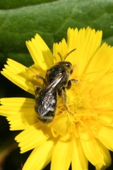 Lasioglossum discus