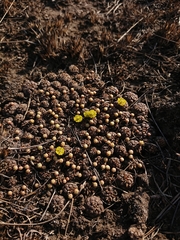 Euphorbia clavarioides