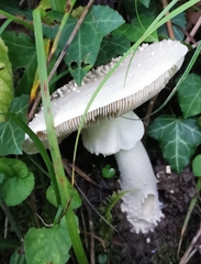 Amanita echinocephala