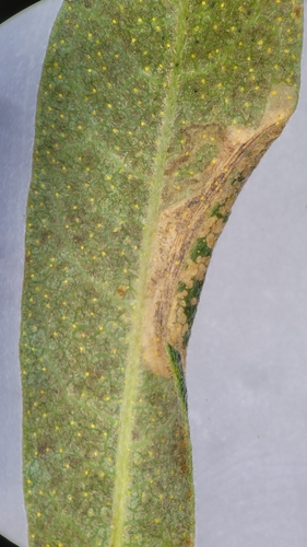 Caloptilia asplenifoliatella