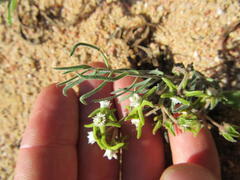 Eustegia minuta