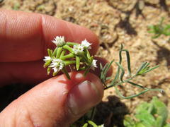 Eustegia minuta