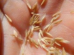 Poa wheeleri